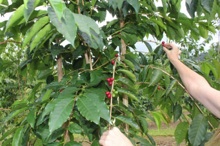 Picking coffee